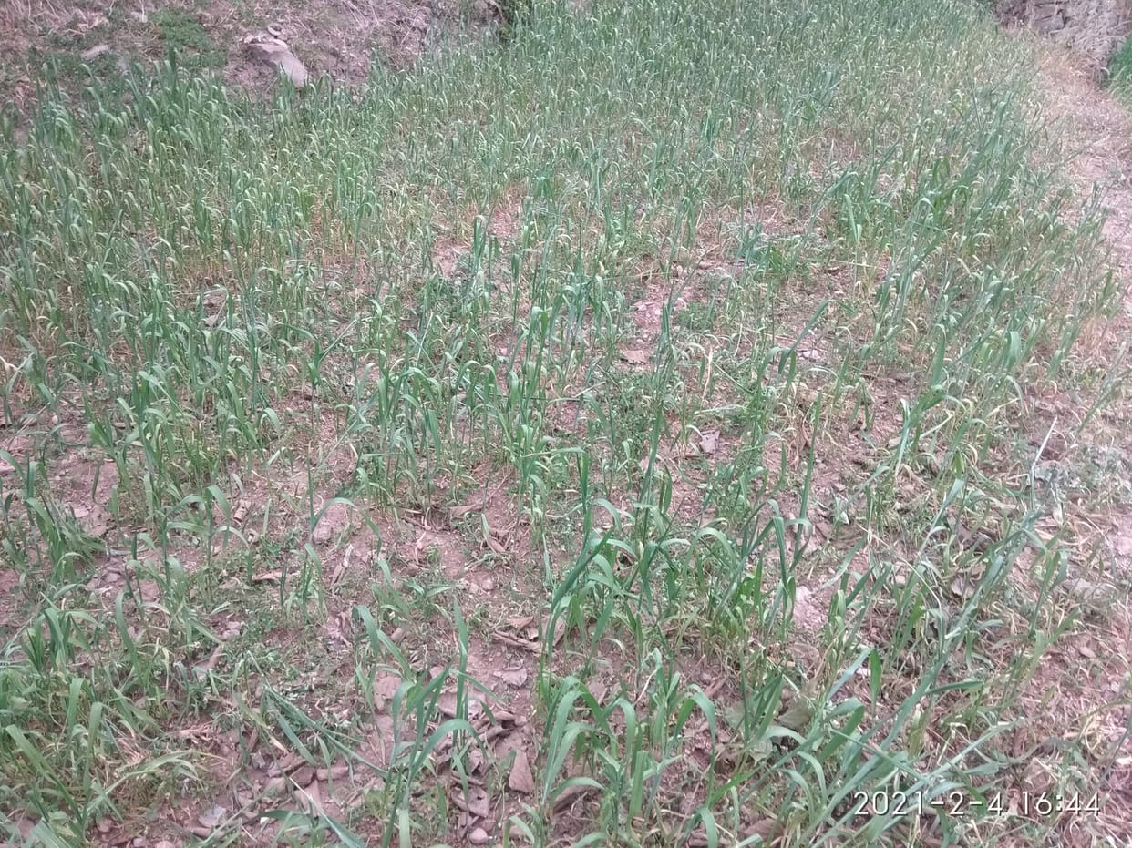 The wheat crop started to wither due to lack of rain