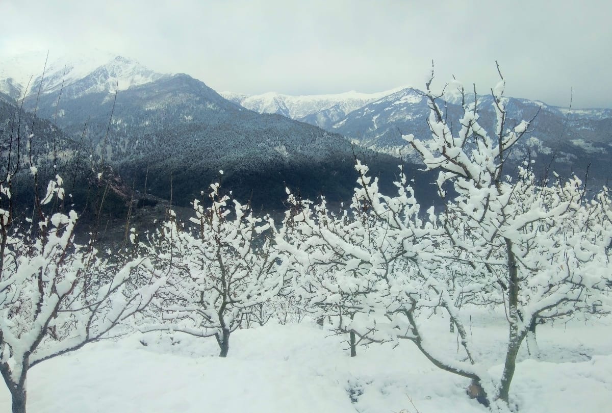 Fresh snowfall no less than life saving for apple, wheat and pea crops