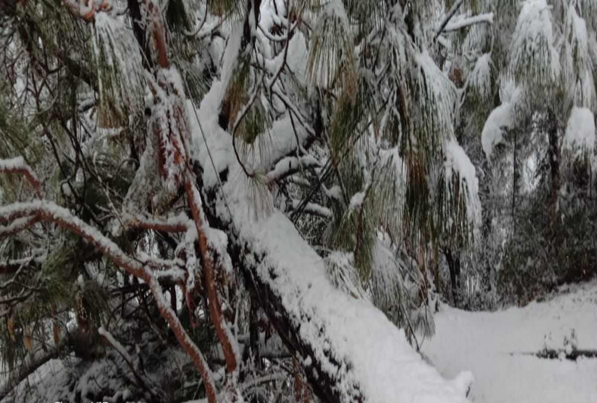 Trees fell on houses and vehicles due to heavy snowfall in Shimla, people reached home on foot, no electricity in many parts