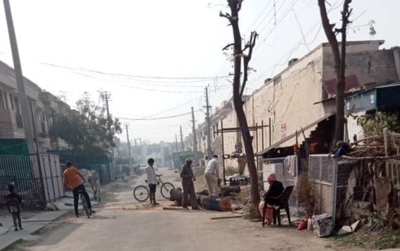 OP Jindal Housing Board cut green trees in broad daylight in Sector-4