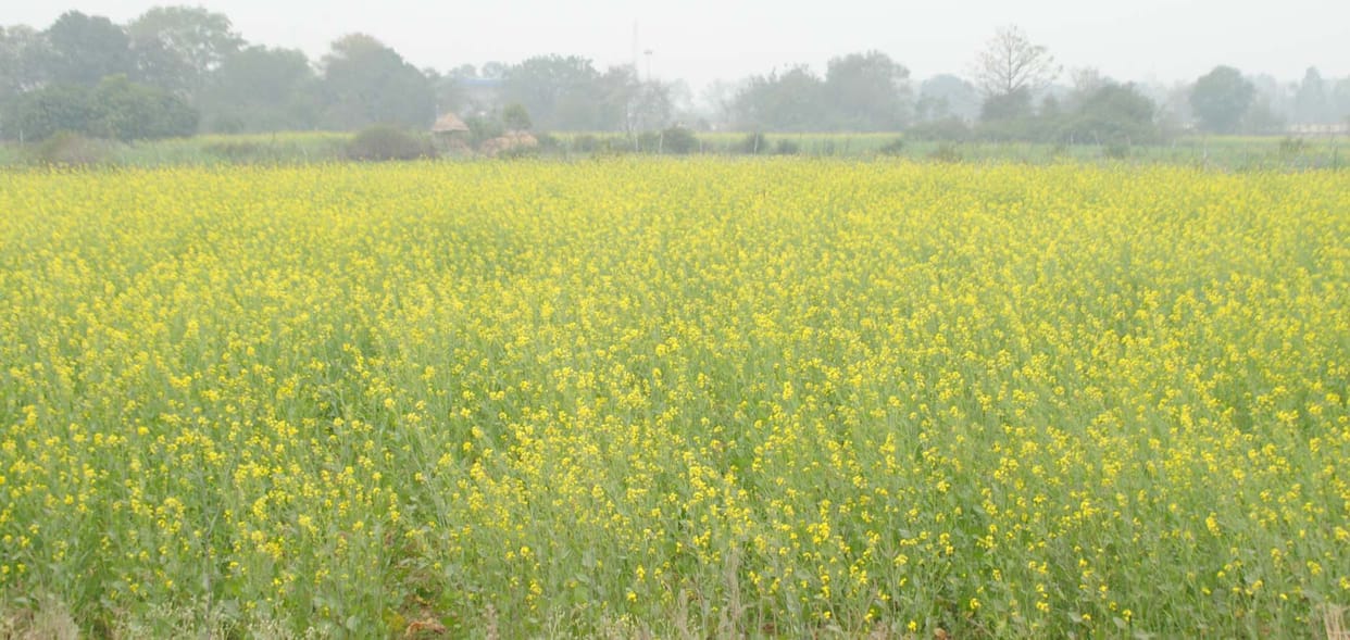 dhund, galan bhadhi