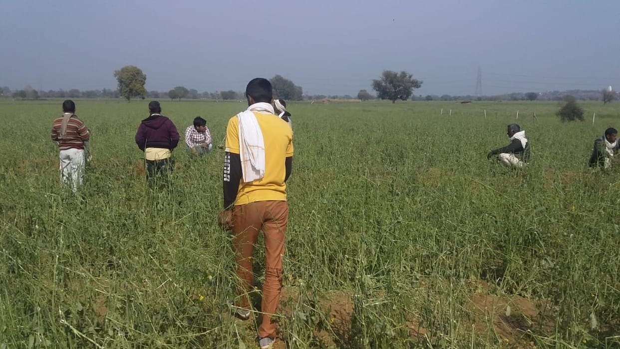 rain,farmer,disaster