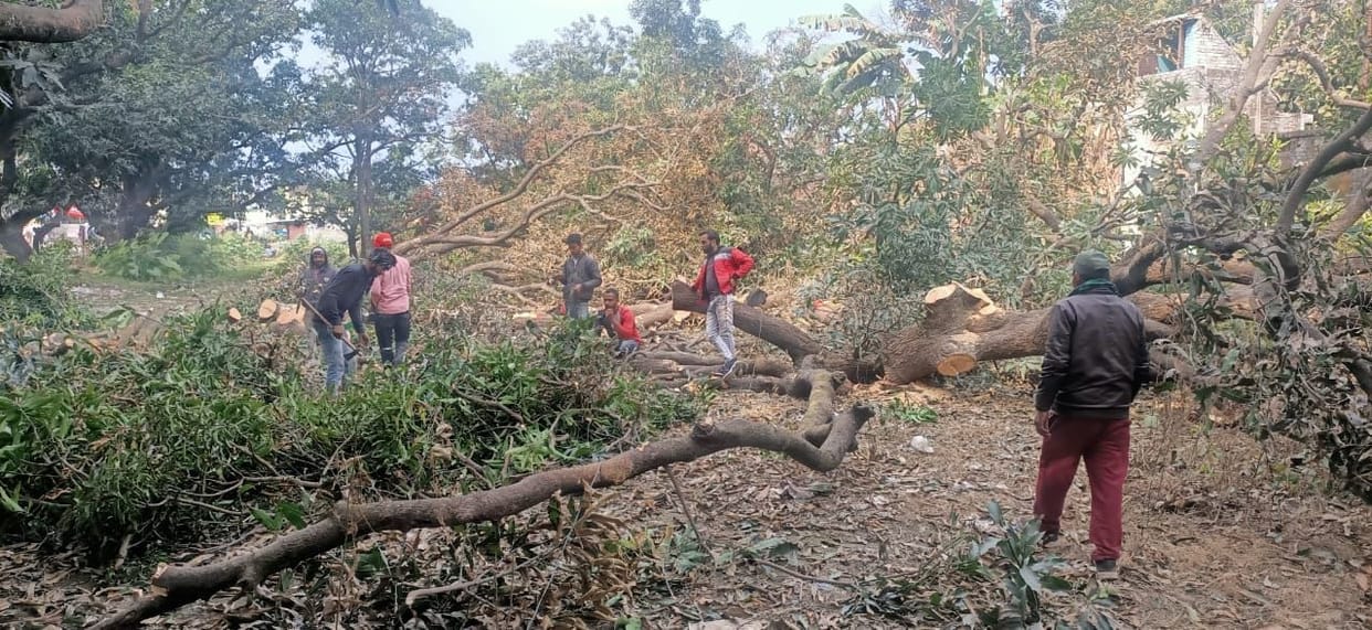 Illegal tree furore triggered by information