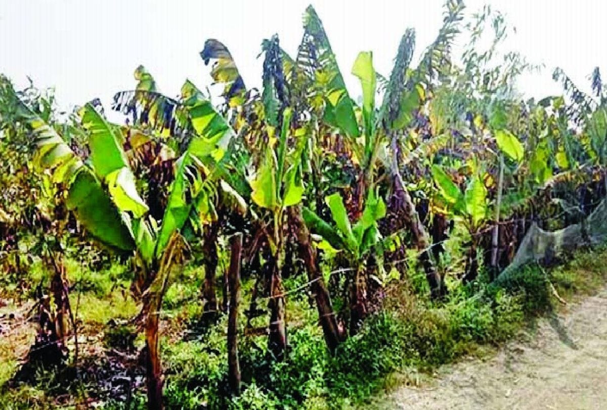 Banana Farming Changing The Fortunes Of Farmers In Kasganj