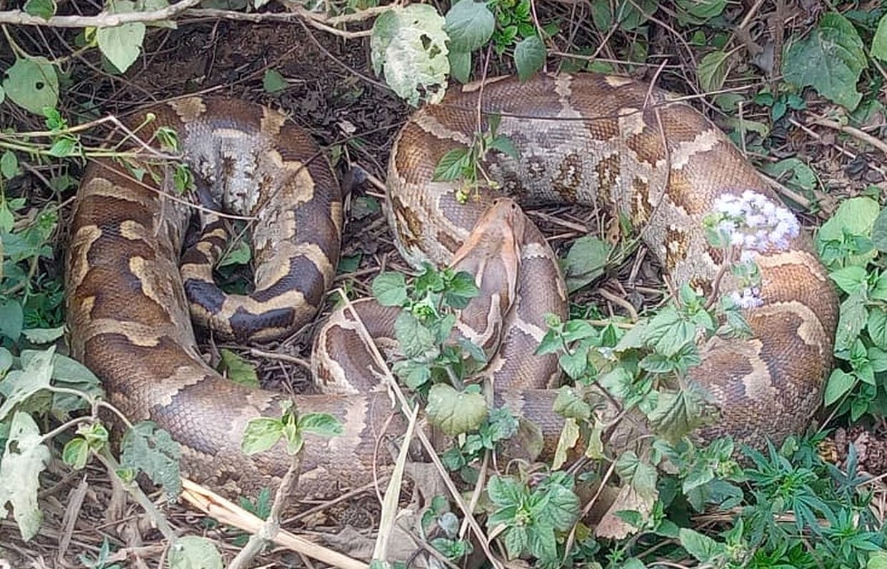 snake