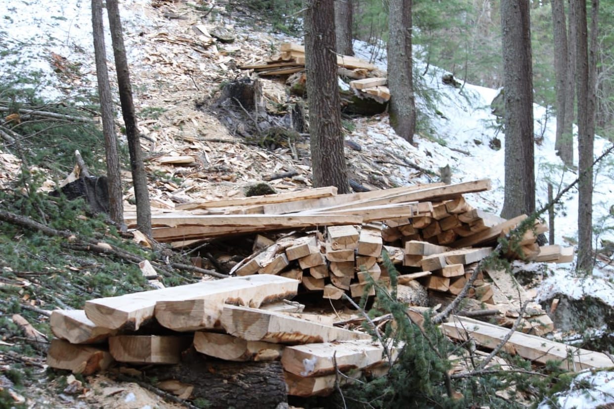 SP complains about illegal felling of cedar trees in Pangi