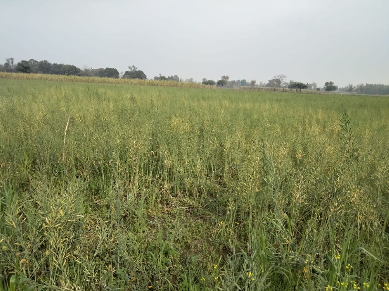 Farmers blossom due to rain