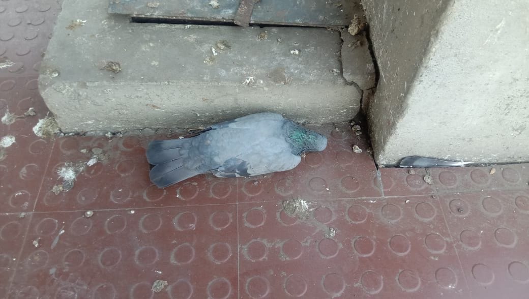 five pigions died at Sihori toll plaza, bird flue rumoured spread