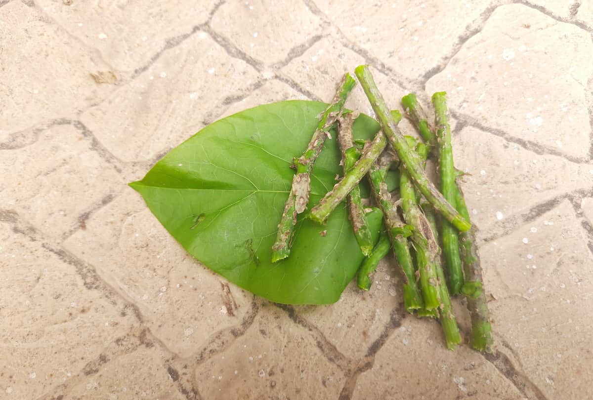 Giloy Health Benefits How To Use Giloy For Monsoon Health Diseases Like Dengue In Hindi