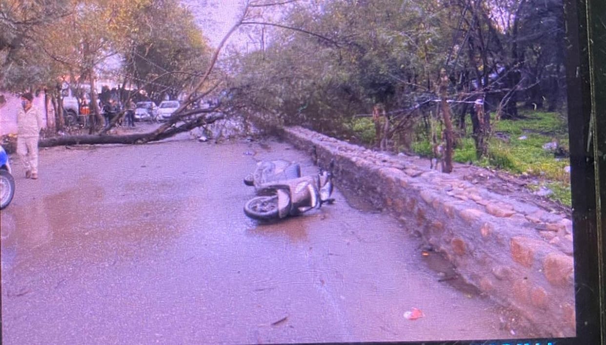 Tree falls on scooter rider in rain, death