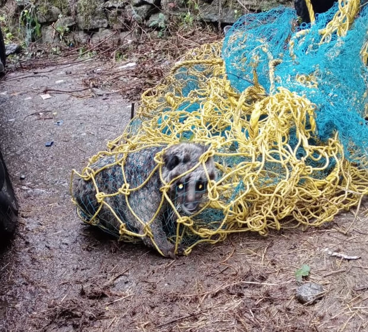 otter rescued and left in a safe forest