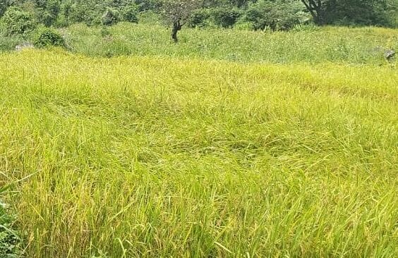 UP News: Before sowing of Rabi crops, helpdesk will be established in all the districts