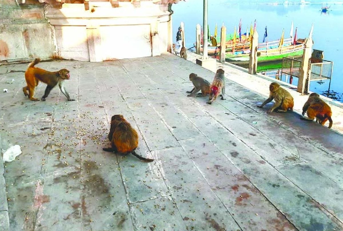 300 monkeys could be caught in two days, campaign started