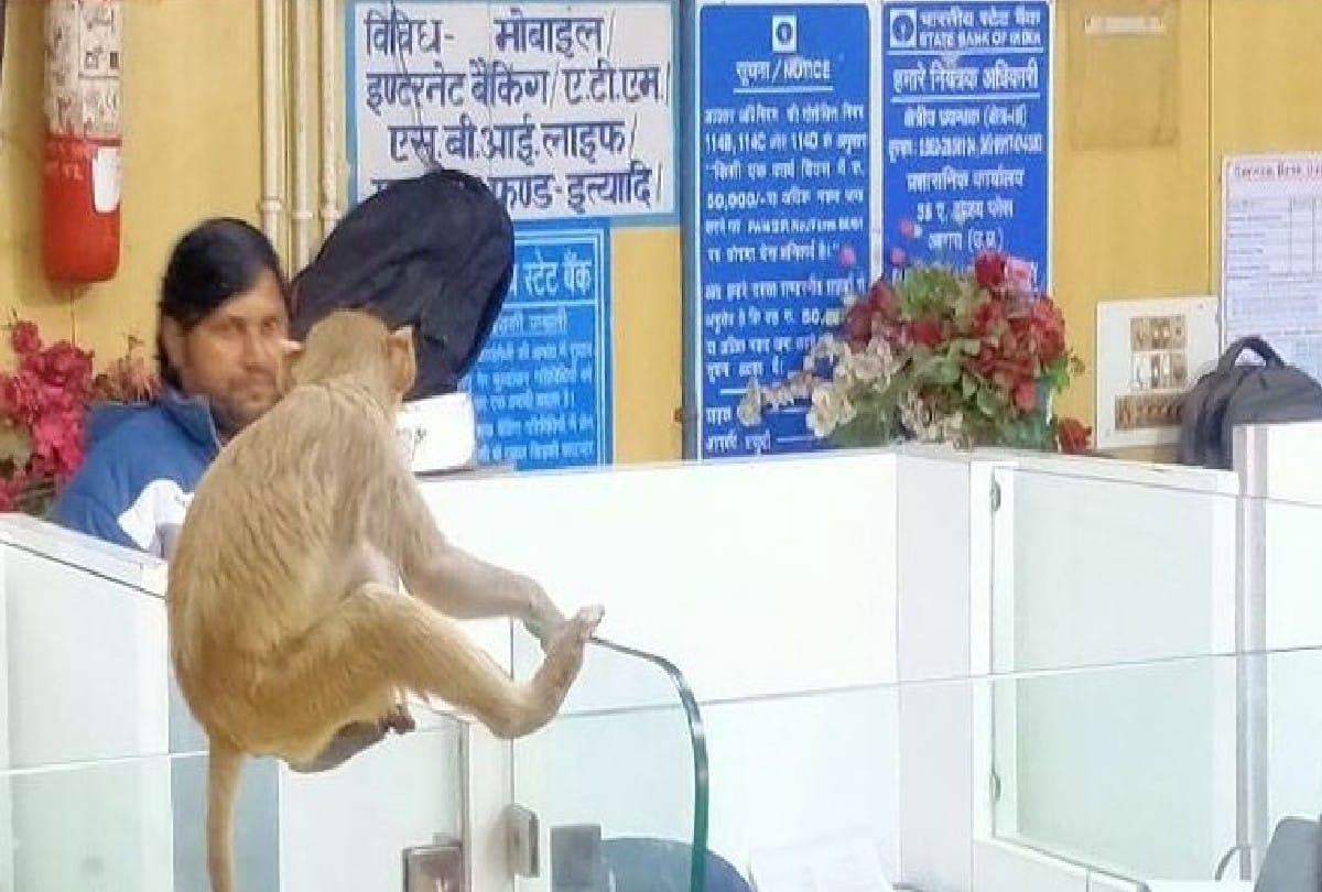 Monkeys Terror In State Bank Of India Baldev Mathura