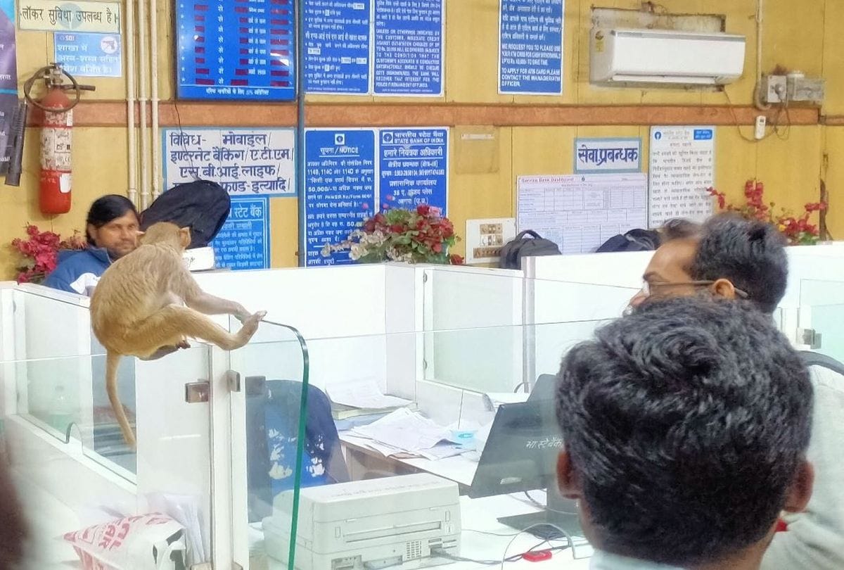 Monkeys Terror In State Bank Of India Baldev Mathura