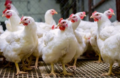 Poultry business: Jammu division largest chicken hatchery unit to built in Kathua