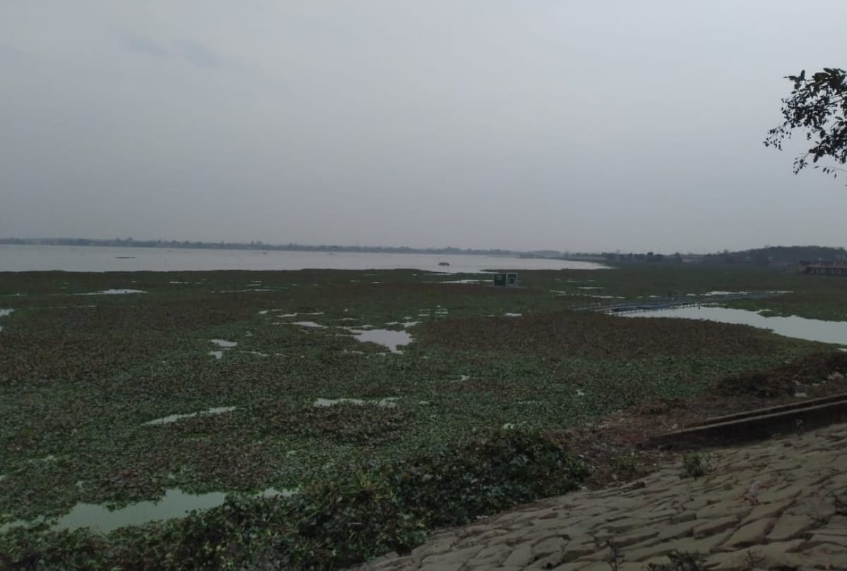 Hyacinth spread again in Ramgarh Taal Gorakhpur