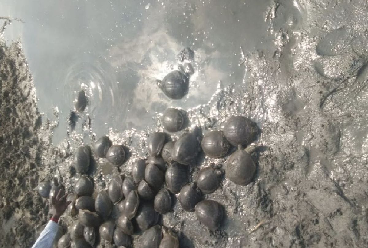 Police Raid Found Turtles For Smuggling In Plot