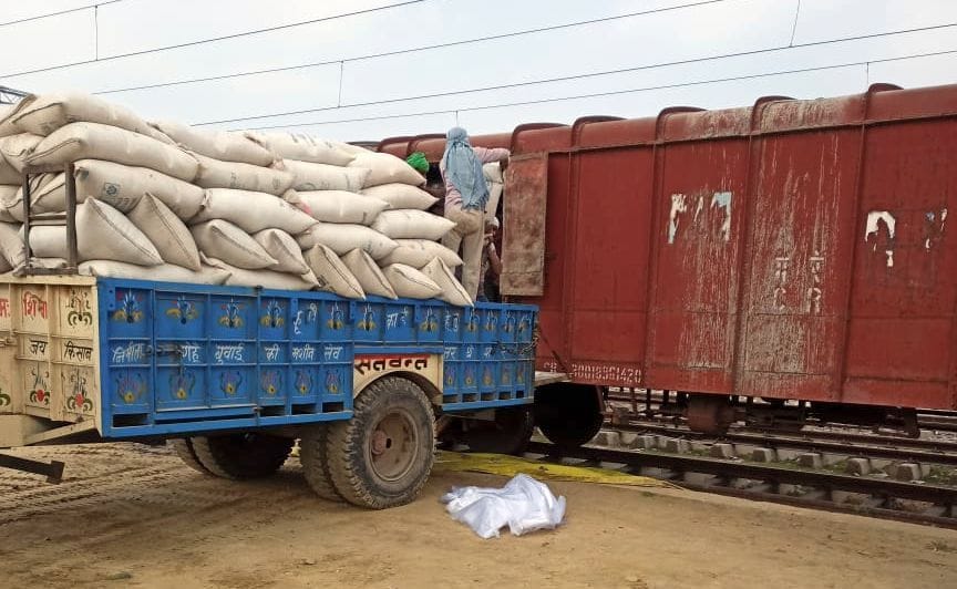 punjab. rice