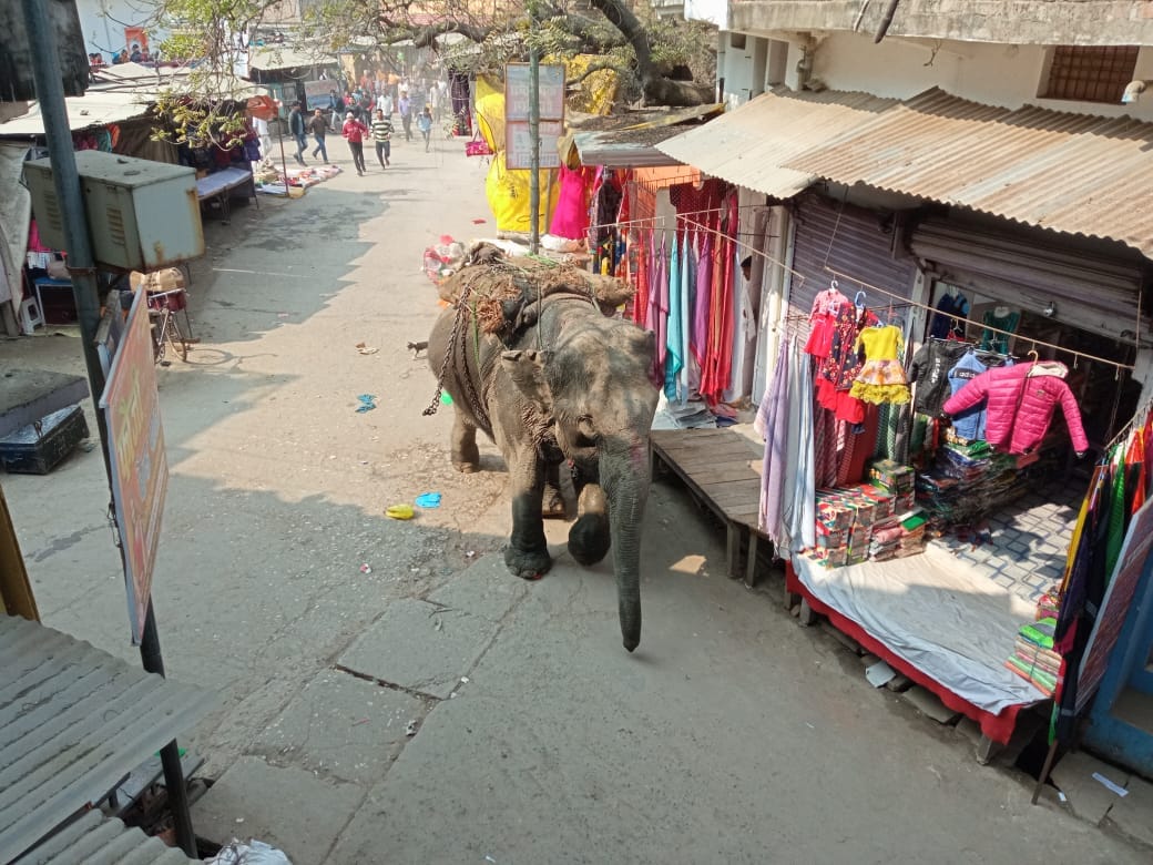 Elephants stirred up after hearing noisy, macabre orgy