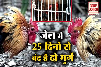 Roosters put behind bars by police as cockfight evidence telangana