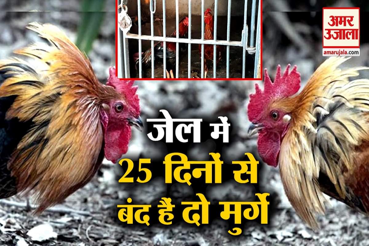 मु्र्गे