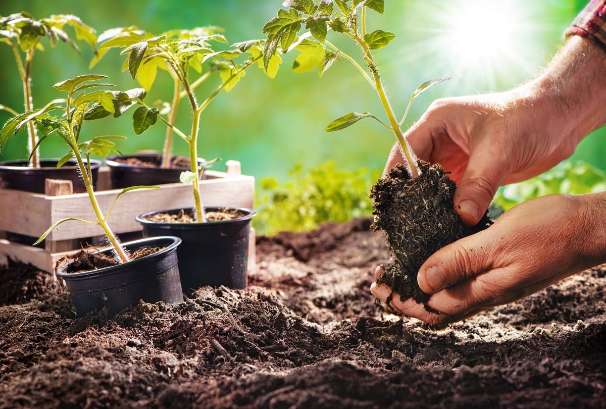 Small Space Gardening Tips at Home in Hindi