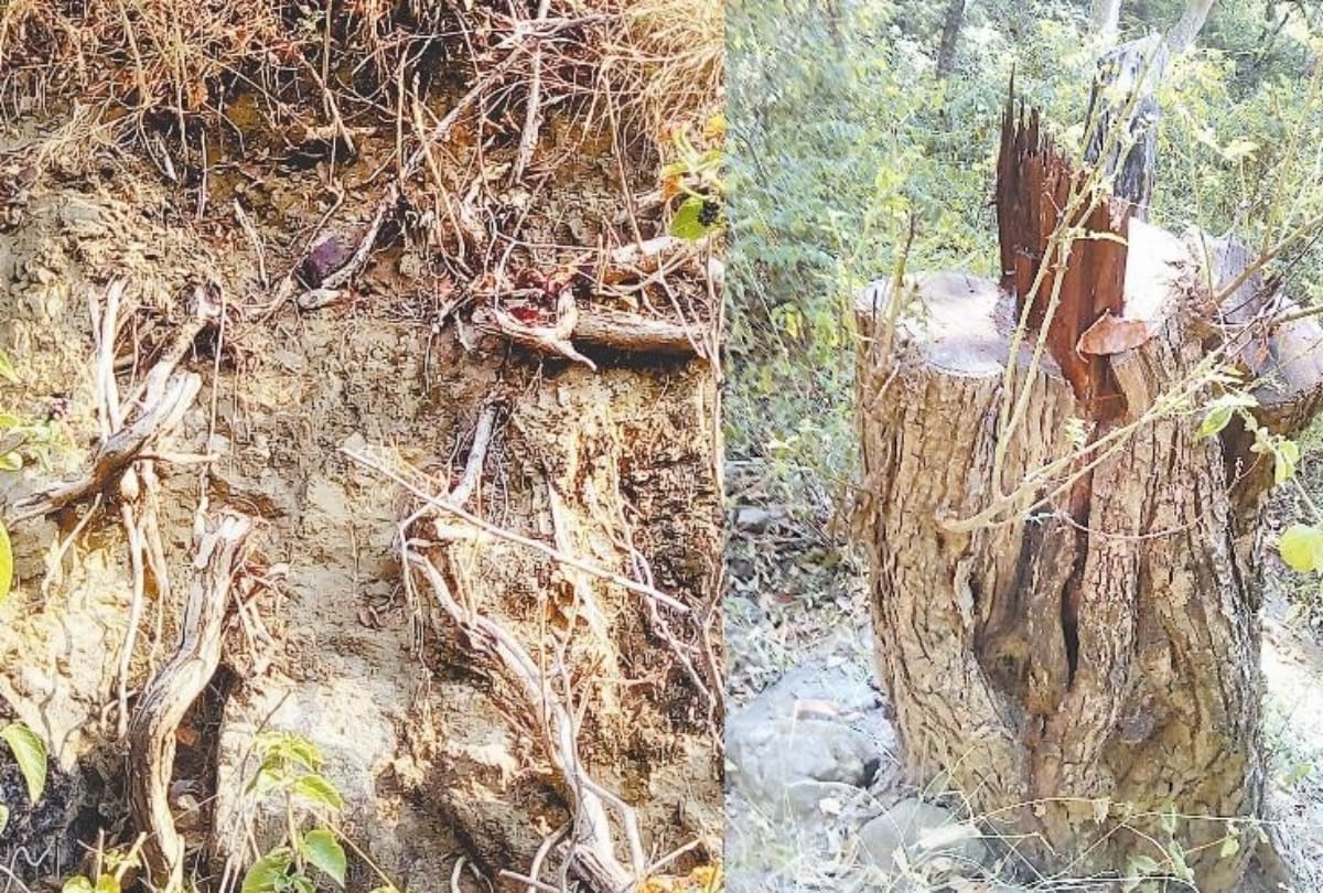 Himachal News: 200 Encroachment on forest land in Naina devi forest range revenue department gave record to vigilance department