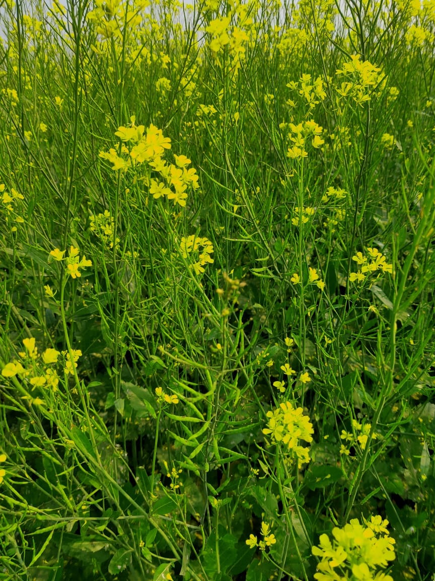 Outbreak of moth on mustard crop