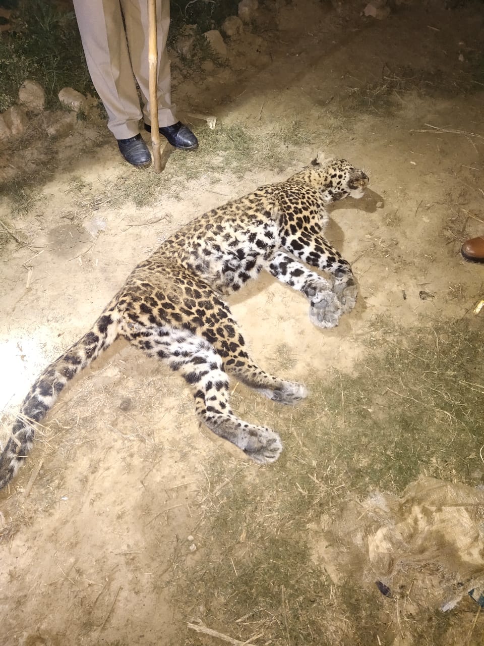 Body of female Guldar found in Hadakpur forest