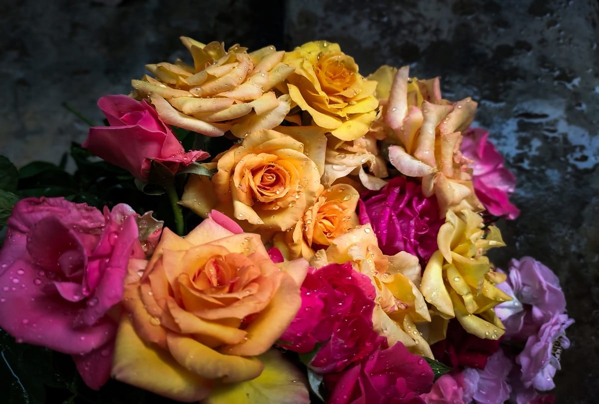 Rose Day 2021 Know what color rose means
