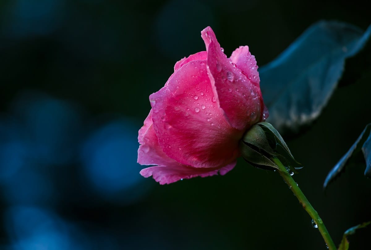 Rose Day 2021 Know what color rose means
