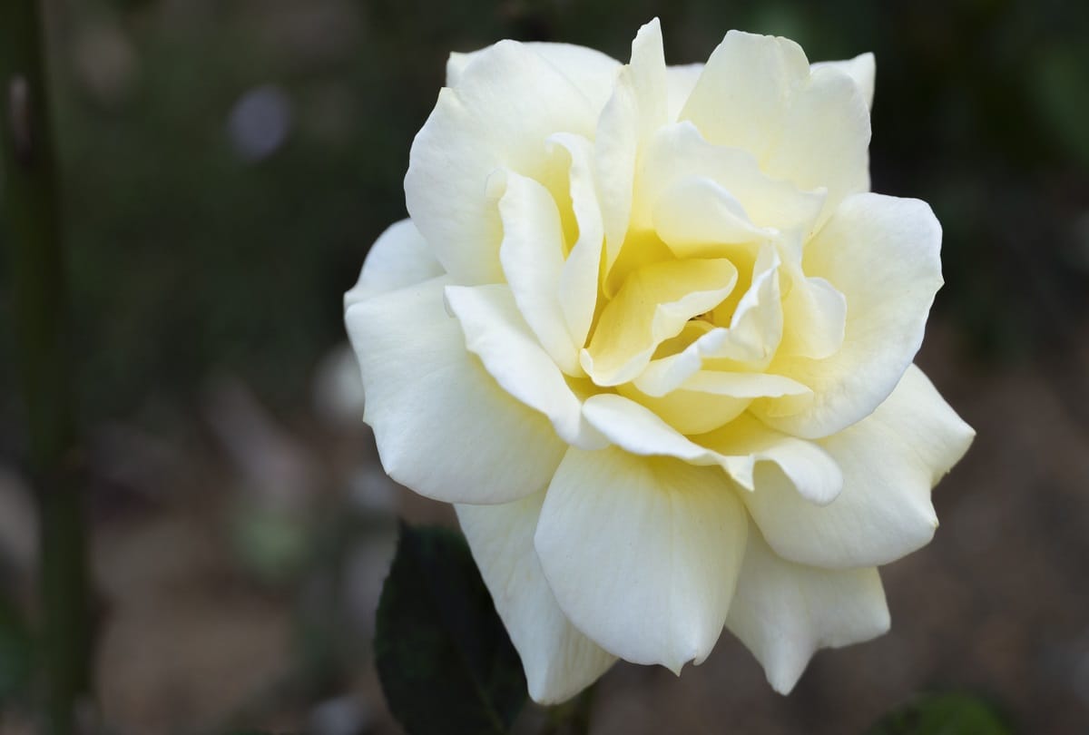 Rose Day 2021 Know what color rose means