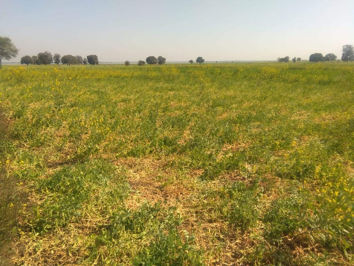 rain can damage crop