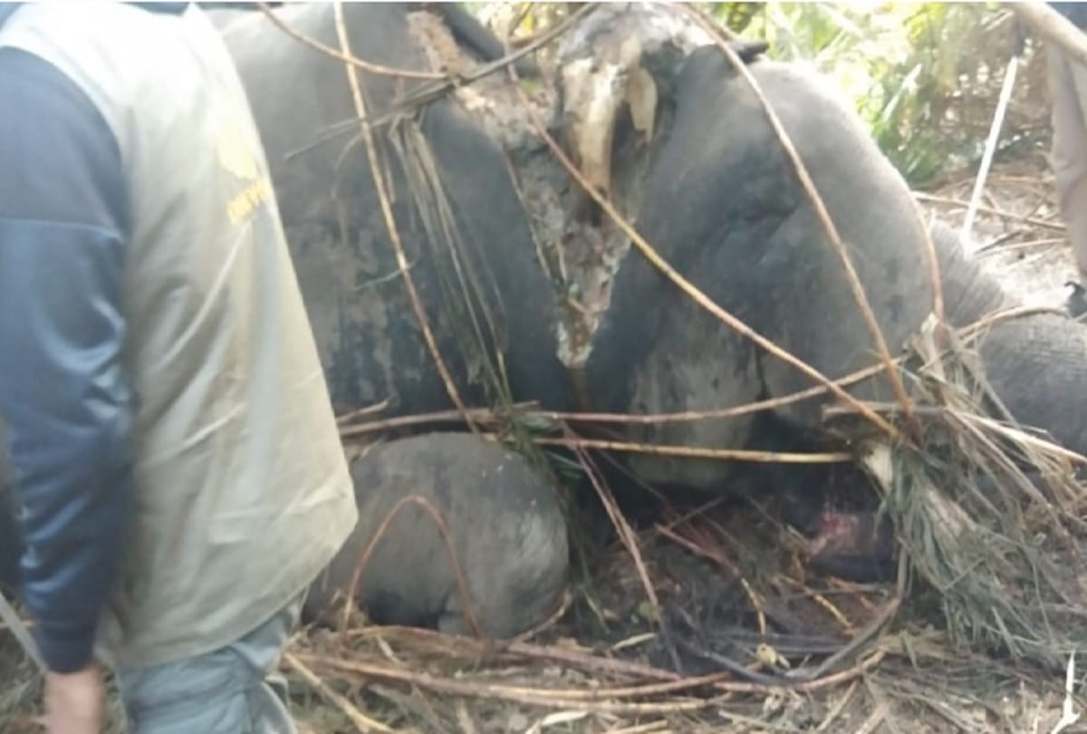 Elephant killed in Katarnia due to tiger attack
