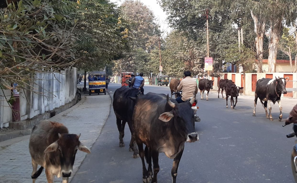 Anna Govansh became a problem for passers-by