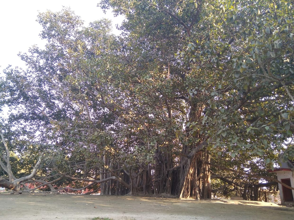 forest