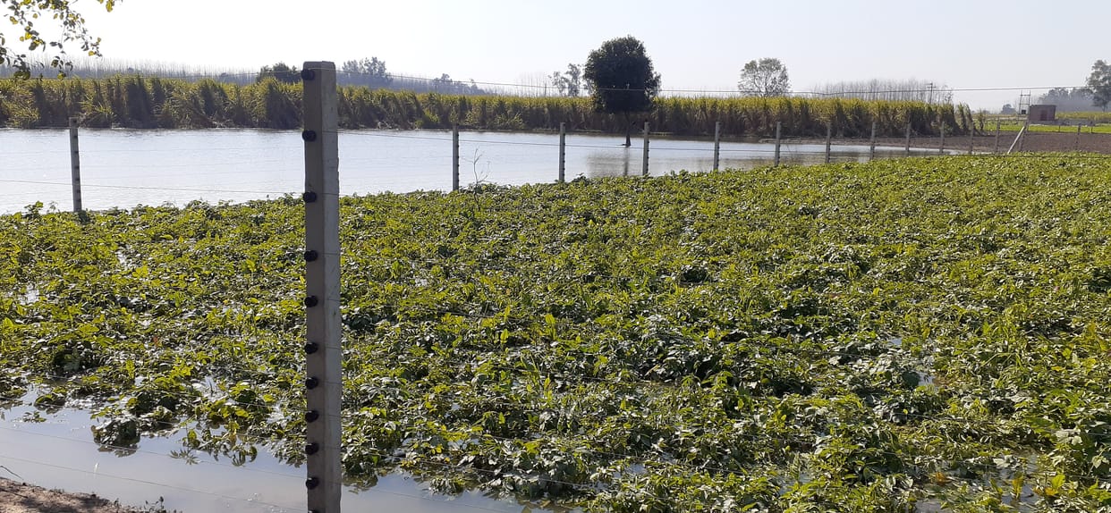 Rajbahe's track broken in Rohana, crops submerged