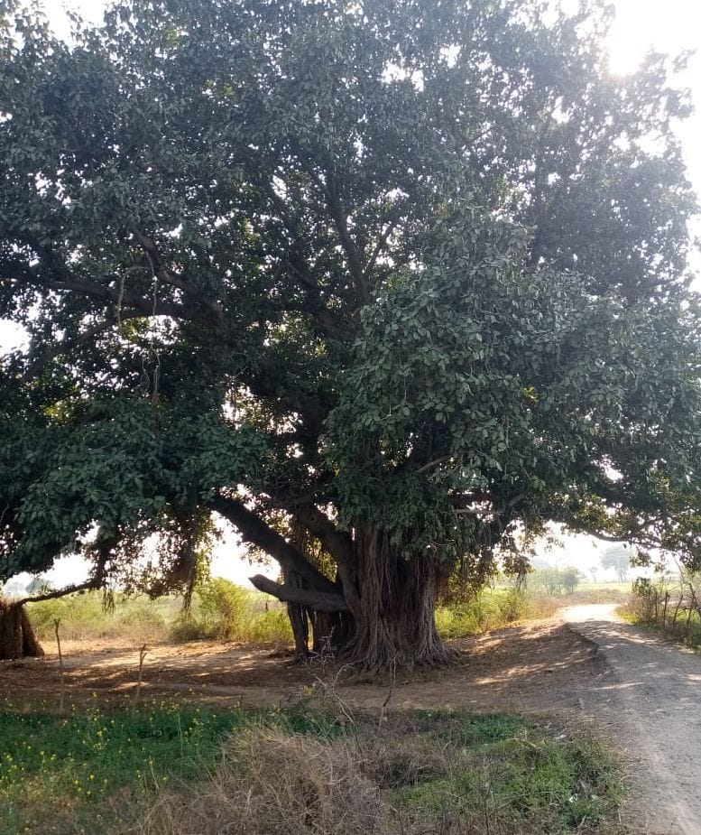 10 trees will save the faith, identify the district