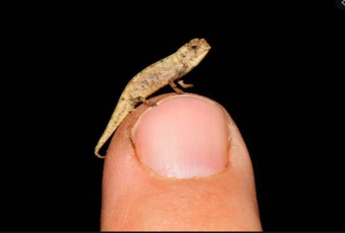 German scientists says one species of chameleon become world smallest reptile species