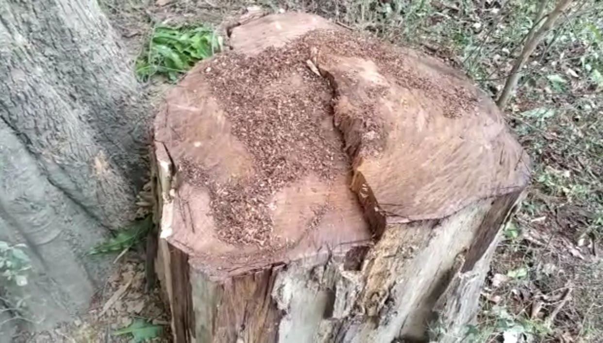 tree