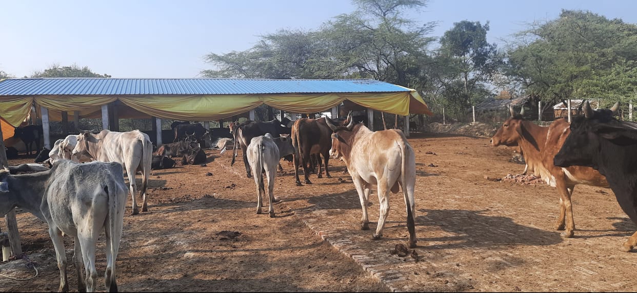 cow