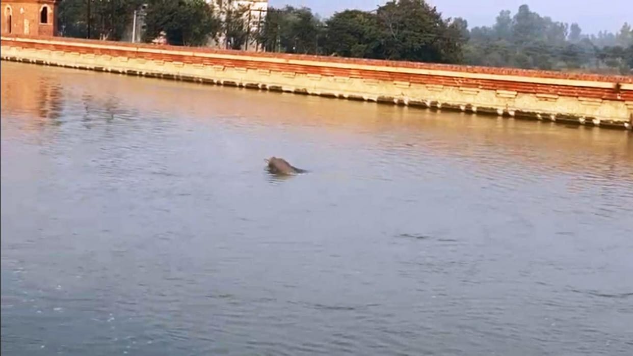 kadarganj weather is good for dophin