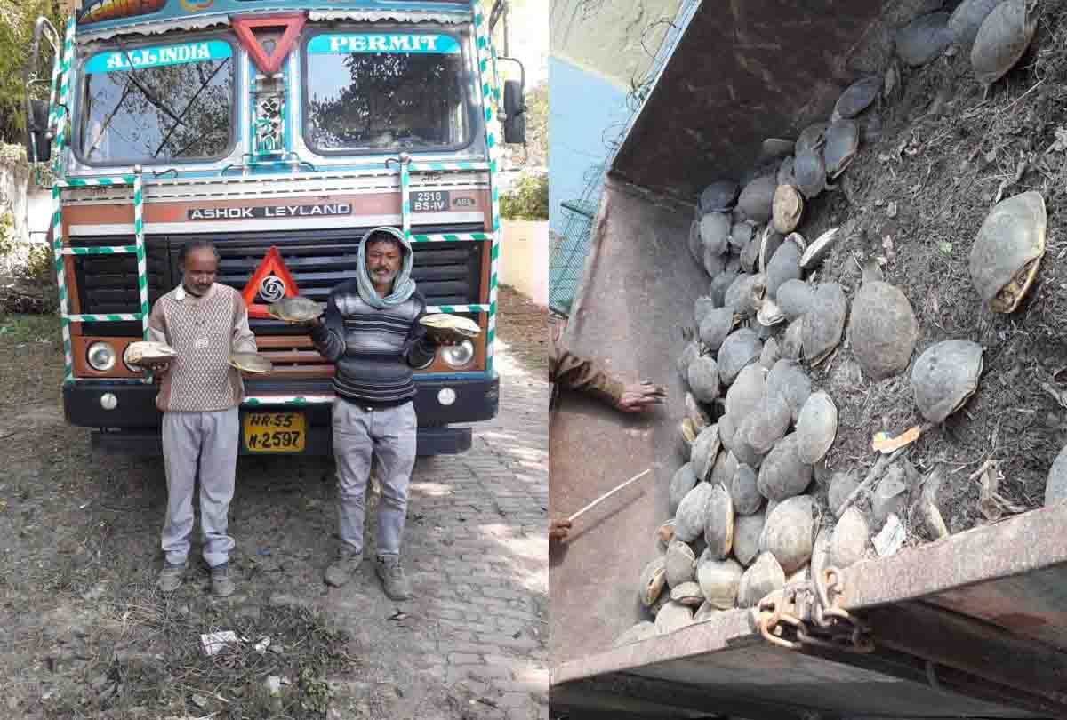 STF caught container full of turtles in Kanpur, 1300 turtles recovered