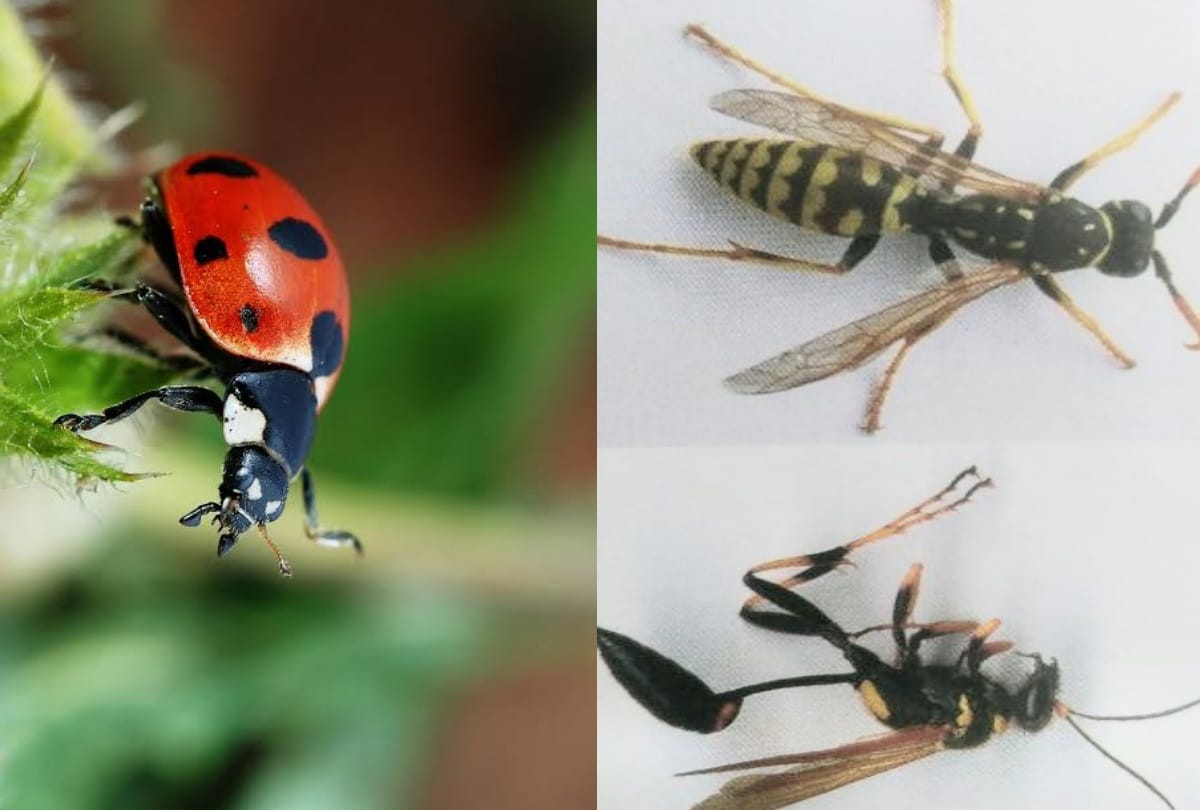 farmers used excessive pesticide spraying in fields killed ladybird beetle and wasps