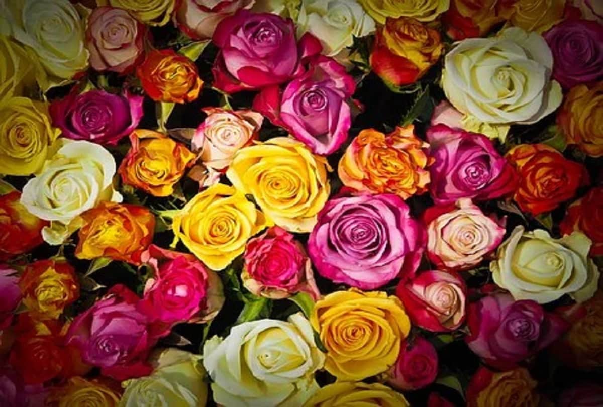 Rose Day 2021 significance of different colored roses