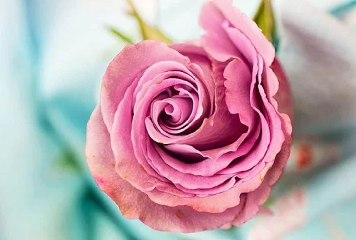 Rose Day 2021 significance of different colored roses