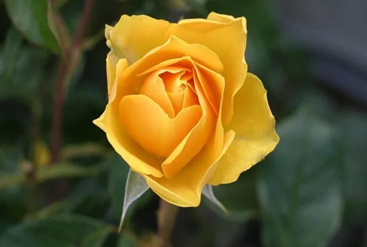 Happy Rose Day 2022 Significance Of Different Colored Roses 7 February