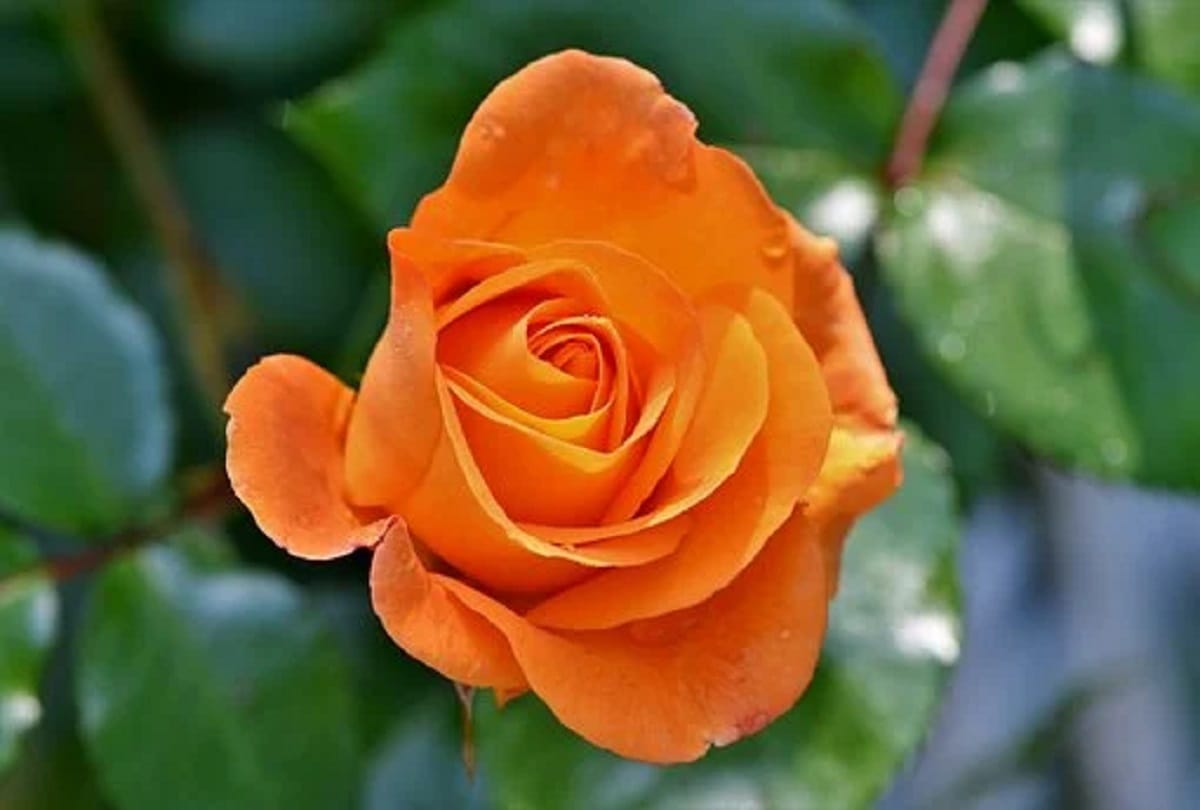 Happy Rose Day 2022 Significance Of Different Colored Roses 7 February