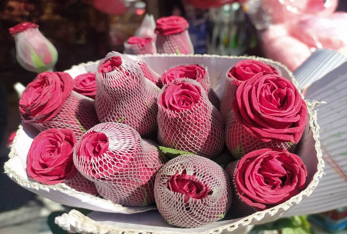 valentine's week started with the rose day